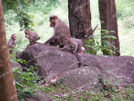 monkeys on a rock