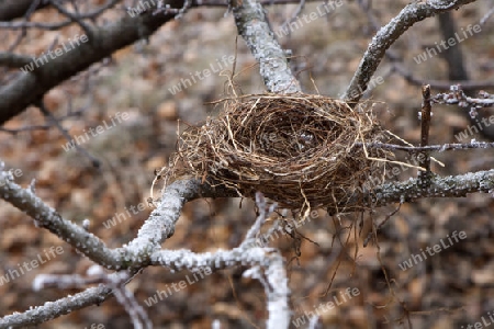 Nest in Winter