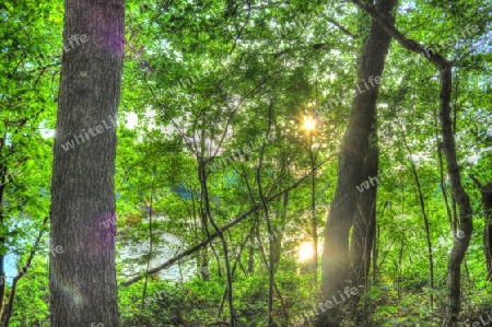 Beautiful view into a dense green forest with bright sunlight casting deep shadow.
