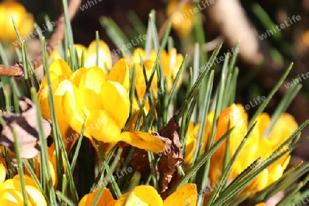 Purple crocus and yellow growing outside. View at magic blooming spring flowers crocus sativus. 