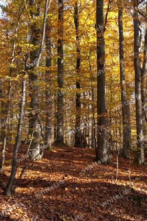 bunter Wald im Herbst