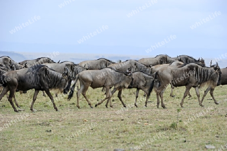 Streifengnus, Wei?bartgnus (Connochaetes taurinus), Gnus in der Savanne,  Gnu-Migration, Masai Mara, Kenia, Afrika