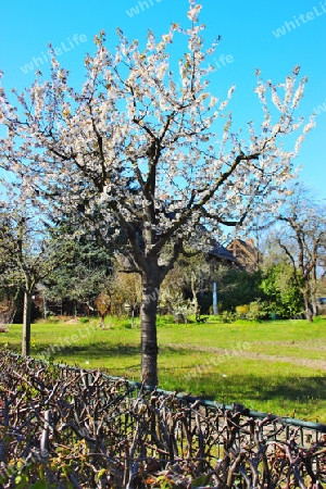 Kirschblüte in der Alexandrowka