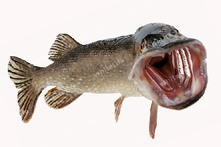 A river pike with wide open mouth free