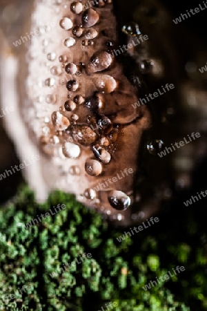 Wassertropfen auf einem Pilz