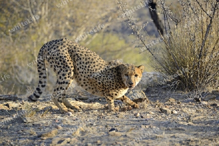 Gepard (Acinonyx jubatus) in dohender Haltung , Khomas Region, Namibia, Afrika