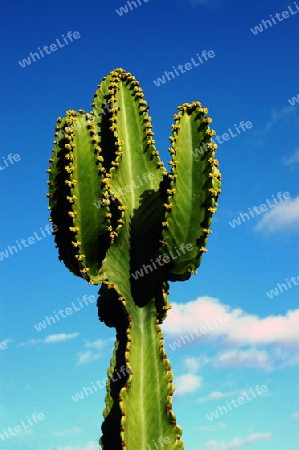tree cactus