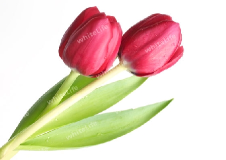 Flower:  Tulips entwined II (horizontal)