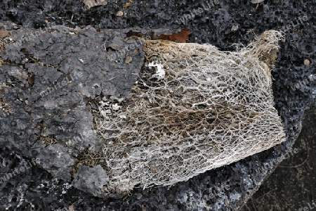 innere Struktur eines verwitterten Blattes einer Opuntie ( Opuntia echios), Insel Isabela, Galapagos , Unesco Welterbe, Ecuador, Suedamerika