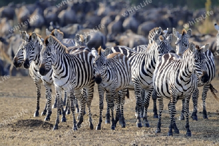 Zebras (Equus quagga), Herde,   Masai Mara, Kenia, Afrika