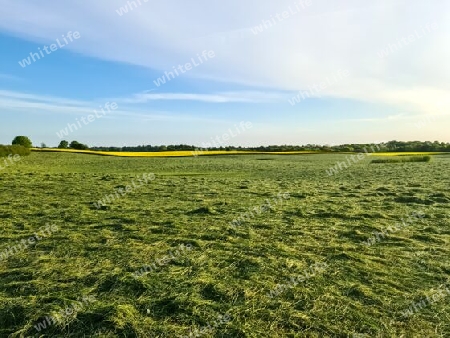 View of an agriculturally used field with green grass
