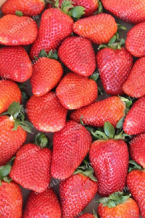 Erdbeeren 