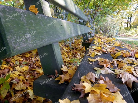 Sitzbank aus Holz voller Herbstlaub 1