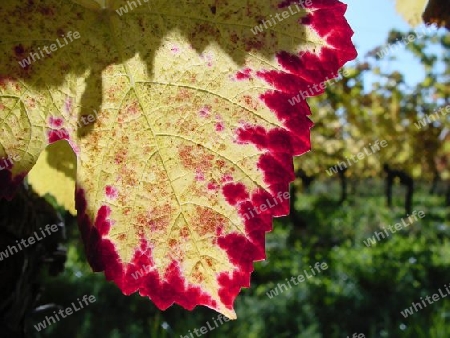 Early autumn vine taste and colour
