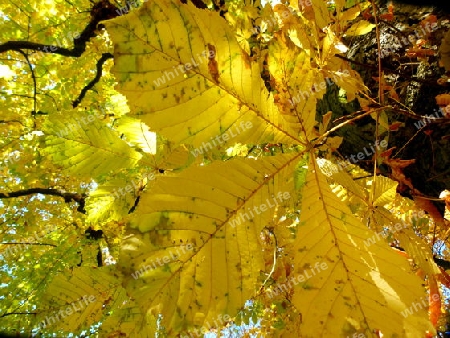 Bl?tter der Rosskastanie in goldgelben Herbstfarben im Gegenlicht