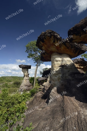 Die Landschaft und Pilzfoermigen Steinformationen im Pha Taem Nationalpark in der Umgebung von Ubon Ratchathani im nordosten von Thailand in Suedostasien.