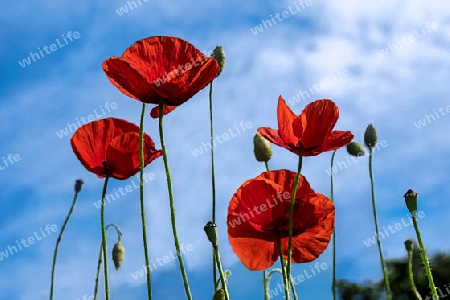 Poppies in the Sky.