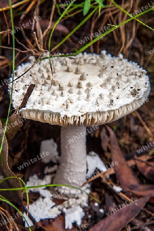 Mushrooms in New South Wales Australia Amanita Leoidella