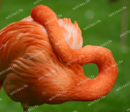ruhender Flamingo
