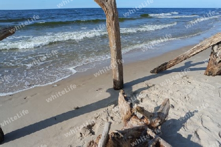 Treibholz am Strand