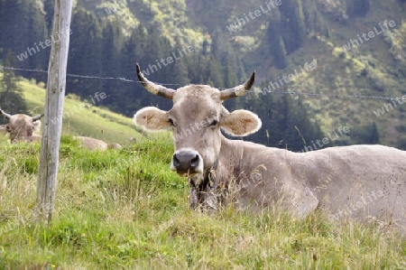Kuh mit Hörner