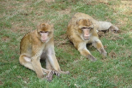 entspannte Affen