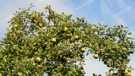 Apple tree in the morning sun full of apples - Voller Apfelbaum in der Morgensonne.