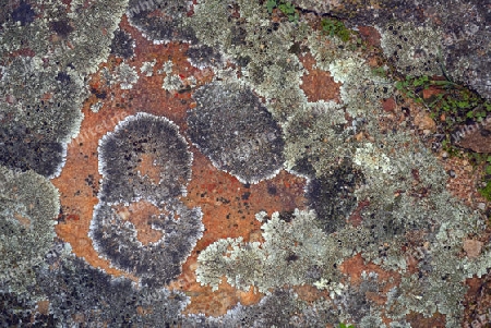 farbige Flechten auf einem Stein, Cederberge nahe Clanwilliam und Wuppertal, Western Cape, West Kap, S?dafrika, Afrika
