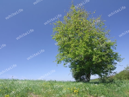 Birnbaum auf der Wiese