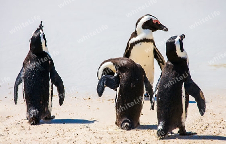 Penguin colony at False Bay in Simons Town South Africa