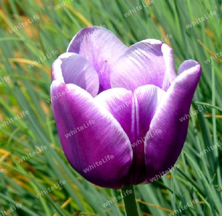 Violette Tulpe