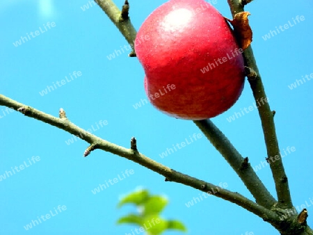 Zweig mit einzelnem roten Apfel vor blauen Himmel