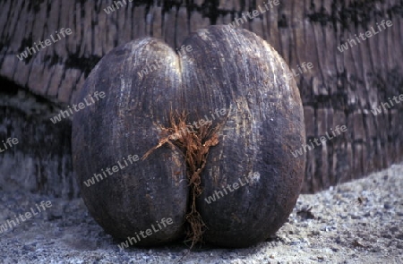 Eine Coco de Mer Kokosnuss auf der Insel Praslin der Inselgruppe Seychellen im Indischen Ozean in Afrika.