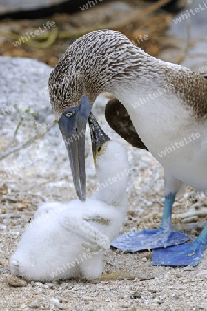 Blaufusst?lpel (Sula nebouxii), mit Jungem, K?ken im Nest,  Insel Lobos, Galapagos, Unesco Welterbe, Ecuador, Suedamerika