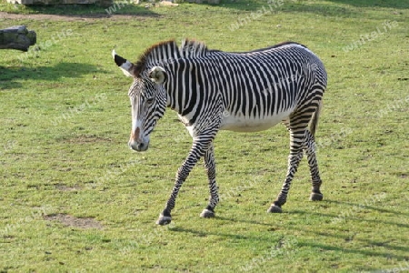 Zebra 004