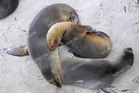  Seel?wen (Zalophus wollebaeki) Puerto Villamil ,  Insel Isabela,  Galapagos , Unesco Welterbe, Ecuador, Suedamerika