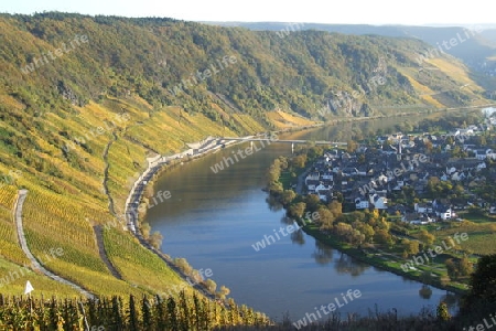 Mosel bei Wolf