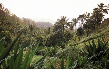 the mountain Landscape on the Island of Anjouan on the Comoros Ilands in the Indian Ocean in Africa.   