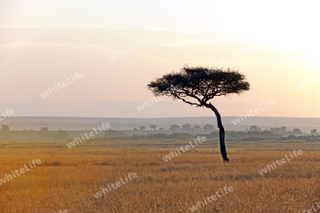 Schirmakazie (Acacia tortilis), kurz vor Sonnenaufgang, Masai Mara, Kenia