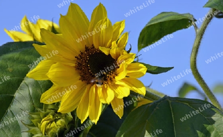 Hummel in der Sonnenblume