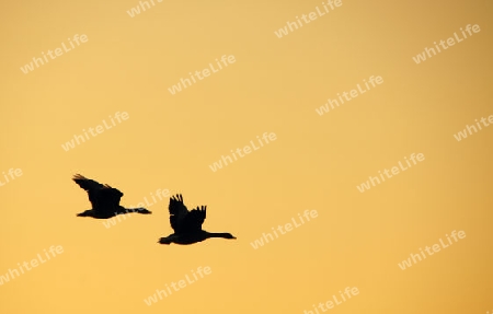 Wild geese in south sweden at sunset - Wildg?nse in S?dschweden bei Sonnenuntergang
