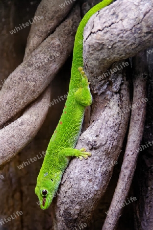 Grosser Madagaskar-Taggecko (Phelsuma grandis)