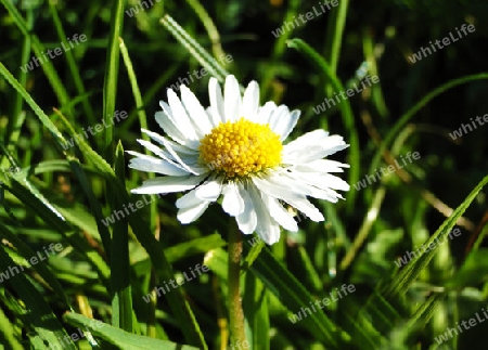 Lonely daisy on green grass