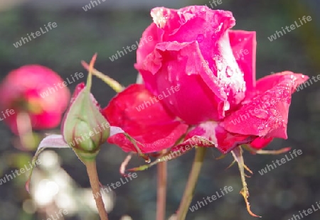 Rote Rose mit Regentropfen im Sonnenlicht 2