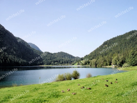 Enten am Hintersteiner See in Tirol
