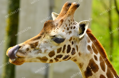 Giraffen haben eine Lila Zunge