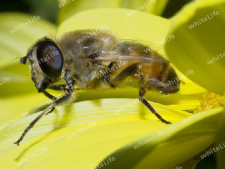 Biene auf einer Bluete  Bee on a Flower