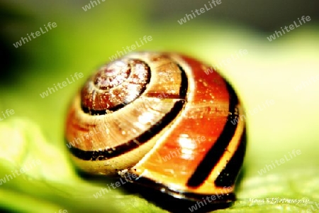 Snailshell