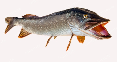 River pike with open throat