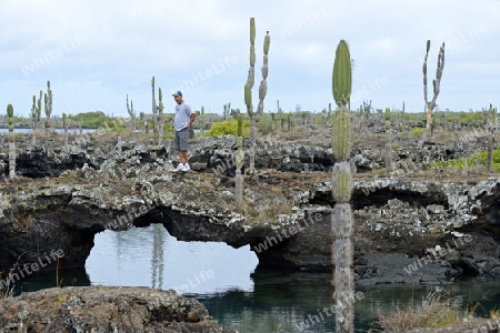 Gebiet von Los Tuneles mit Lavaformationen und Bruecken ,  Suedwestspitze der  Insel Isabela,  Galapagos , Unesco Welterbe, Ecuador, Suedamerika